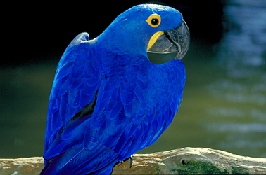 rare blue macaw