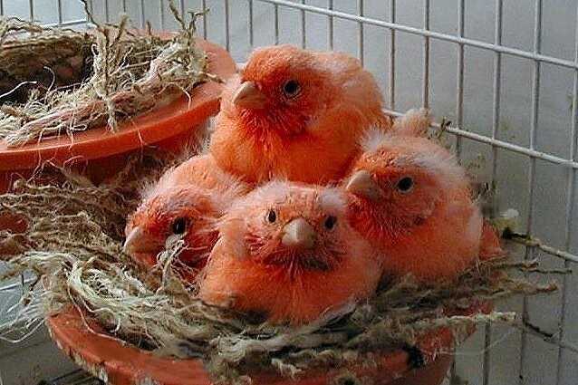 Baby Red Factor Canaries