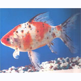 Assorted Shubankin Goldfish