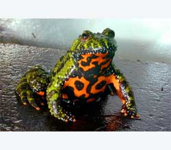 Oriental Fire-Bellied Toad