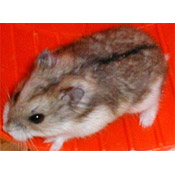 Campbell's Dwarf Russian Hamster